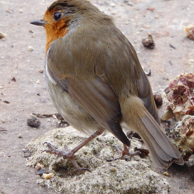 The Gazebo Robin contemplating lunch options...