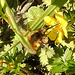 20210427 0105CPw [D~LIP] Wollschweber ( Bombylius major), Sand-Fingerkraut (Potentilla incana), Bad Salzuflen