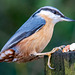 Nuthatch