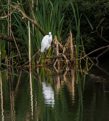 Little egret