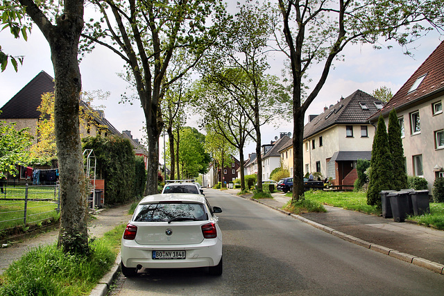 Am Pappelbusch (Bochum-Altenbochum) / 7.05.2022