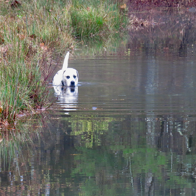 Branco in the pond