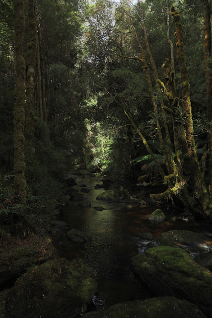 Woodland near Nelson Falls