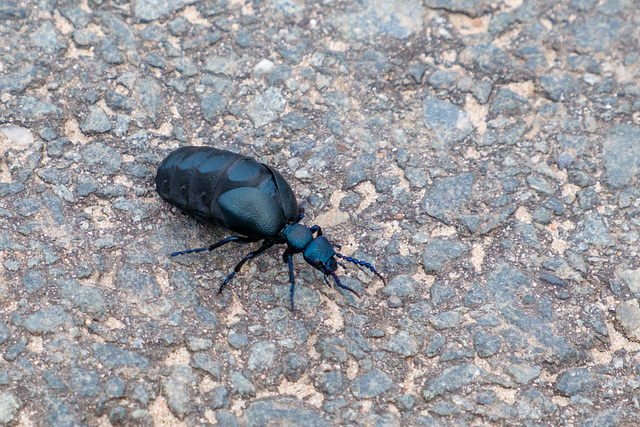 Schwarzblauer Ölkäfer (giftig)