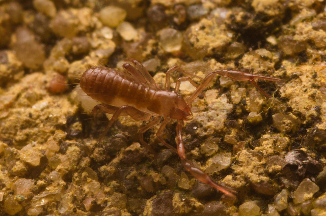 IMG 7438 Pseudoscorpion-3