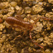 IMG 7438 Pseudoscorpion-3