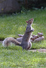 EOS 6D Peter Harriman 09 47 30 0791 Squirrel dpp