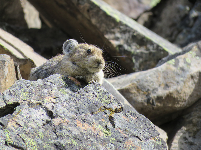 Just look at those Pika whiskers!