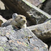 Just look at those Pika whiskers!