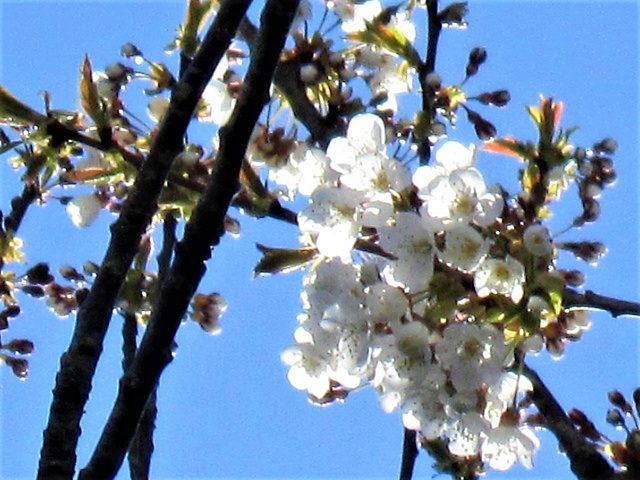 The cherry tree blossom - so beautiful