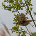 Reed warbler in flight
