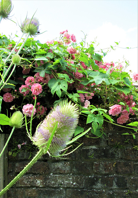 Teasel.