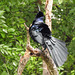 Day 6, Great-tailed Grackle displaying