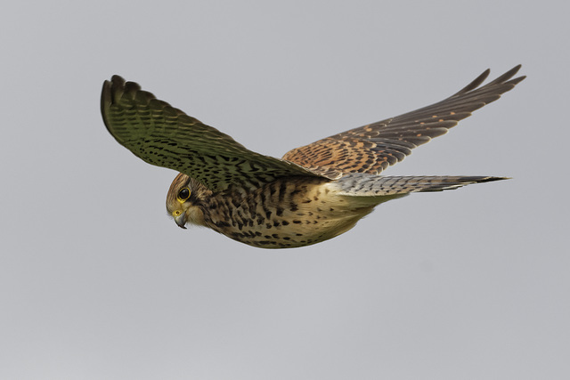 Kestrel