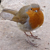 The Gazebo Robin contemplating lunch options...