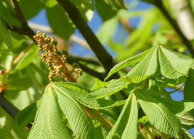 Chestnut