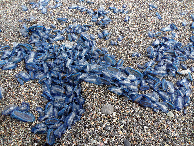 velella spiaggiata a Finale Ligure