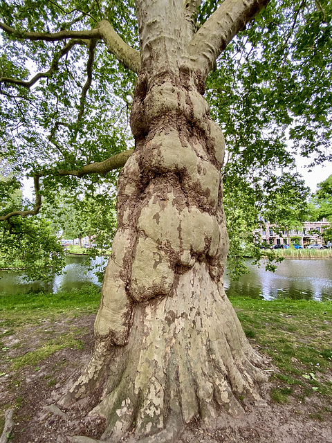 Plane tree