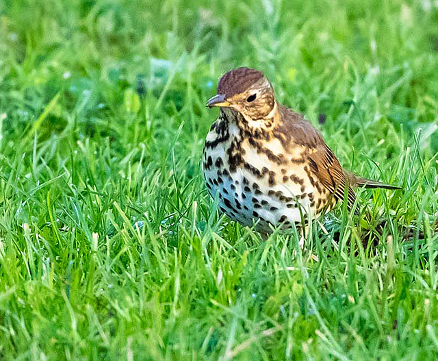 Song thrush