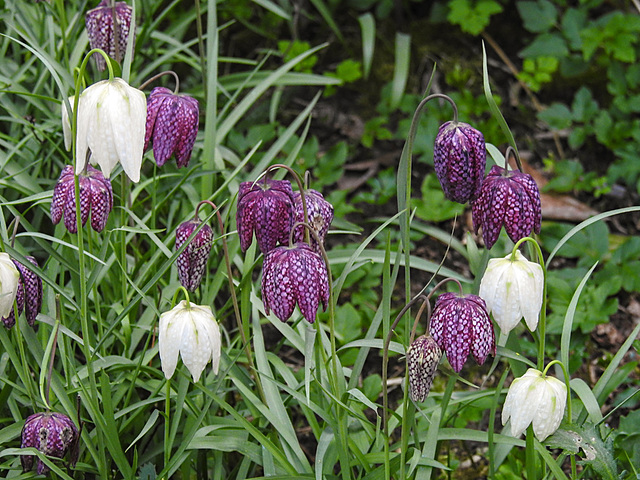 20210426 0075CPw [D~LIP] Schachbrettblume (Fritillaria meleagris) [Schachblume], Bad Salzuflen