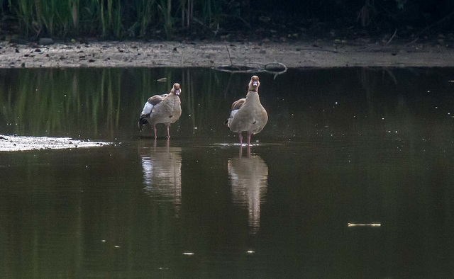 Egyptian geese