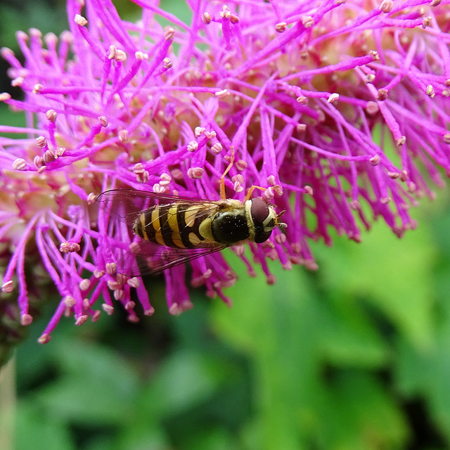 SC hoverfly on sanguisorba