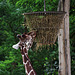 Tiergarten Nürnberg, 30.07.2023