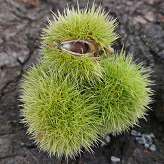 Edelkastanie (Castanea sativa)