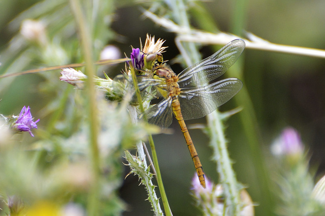 Common Darter (Sympetrum striolatum)