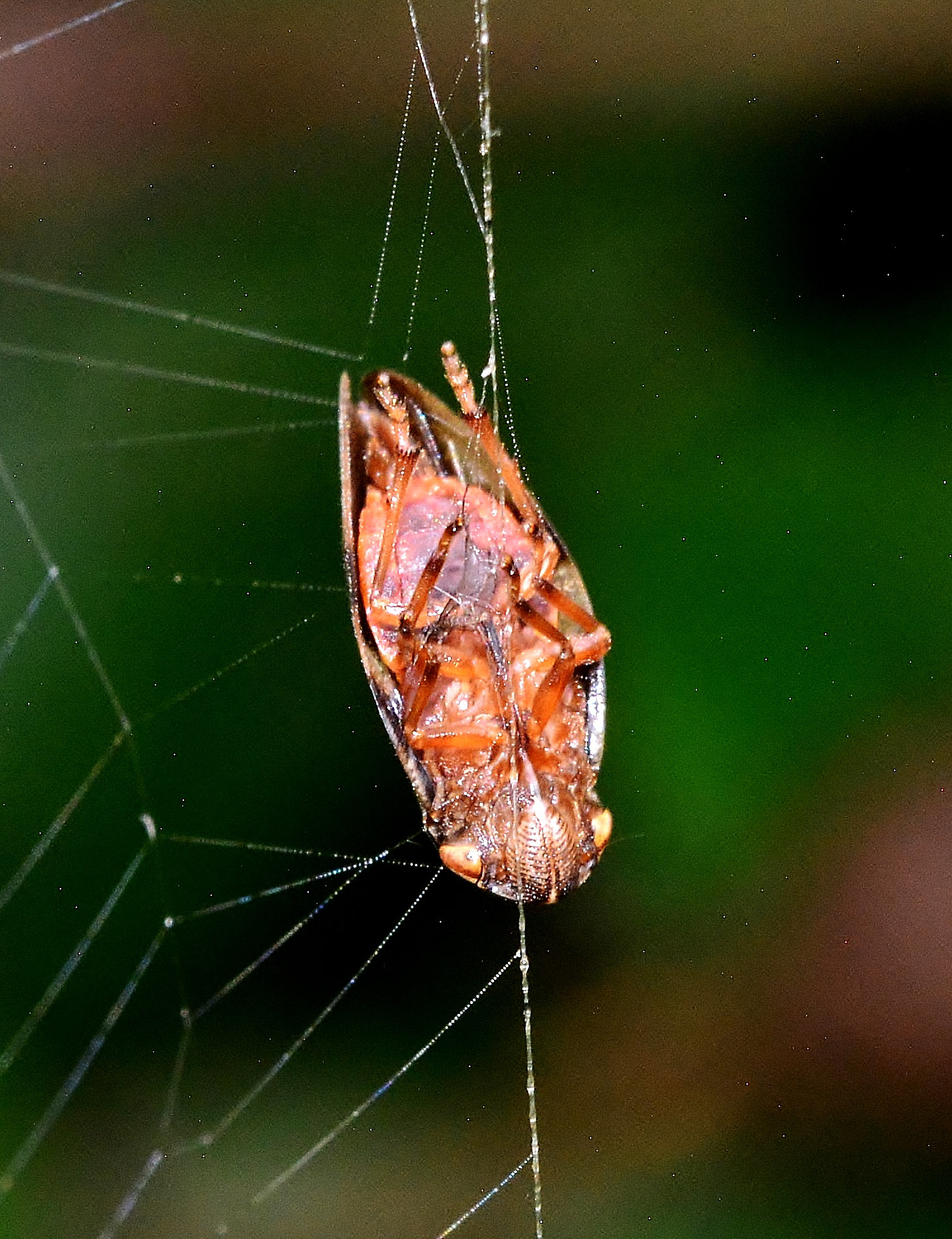 Webbed Froghopper!