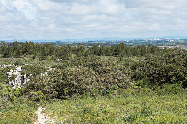 Garrigue auf Pech Perimont - 2015-04-20--D4_DSC0233r