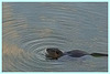 Ragondin et ronds dans l'eau