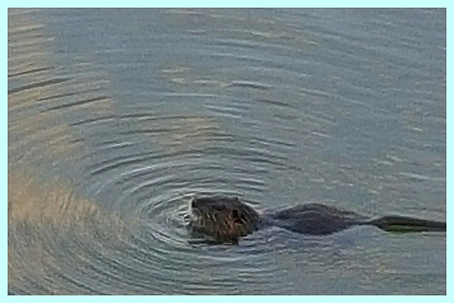 Ragondin et ronds dans l'eau