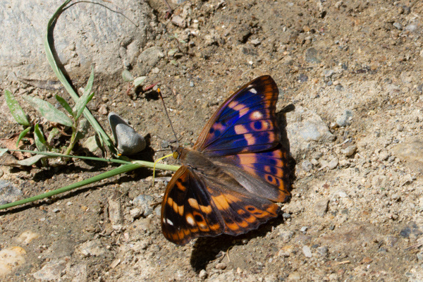 Lesser Purple Emperor-DSA 6856