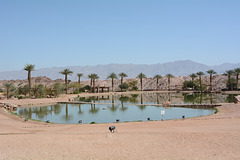 Israel, Nehushtan Lake in the Park Timna