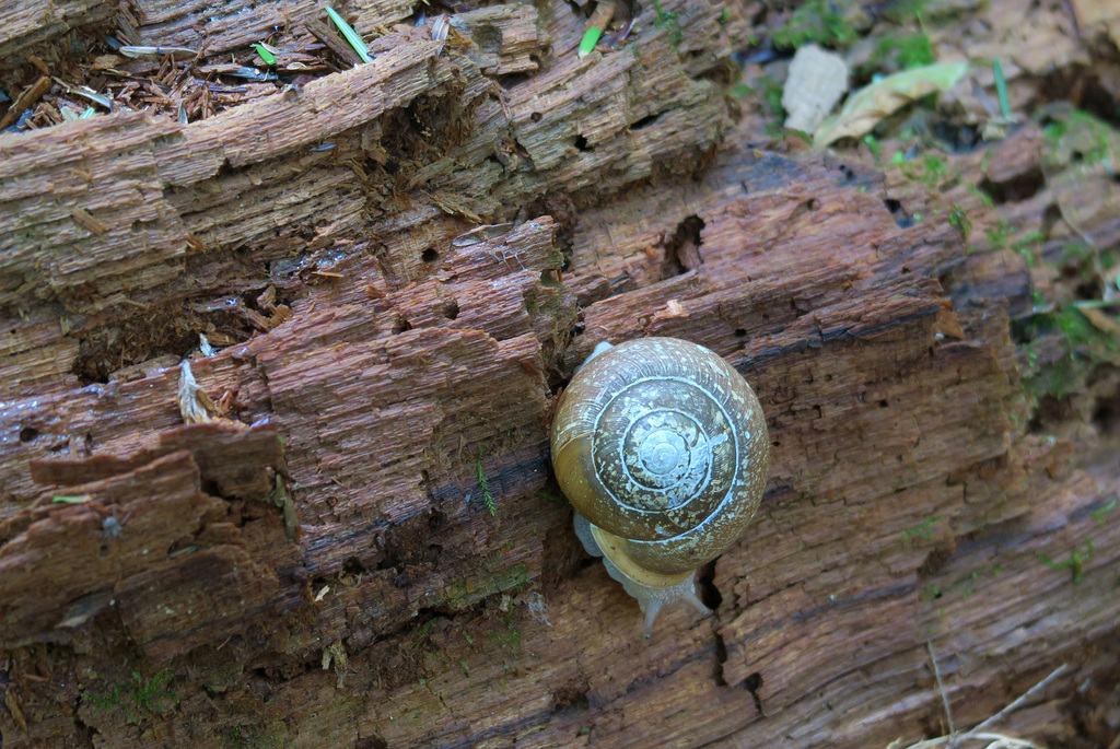 IMG 5819-001-Snail