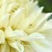 Macro Dahlia