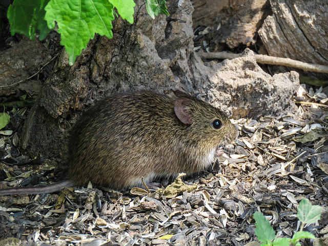 Day 6, Hispid Cotton Rat Day 6, Hispid Cotton Rat