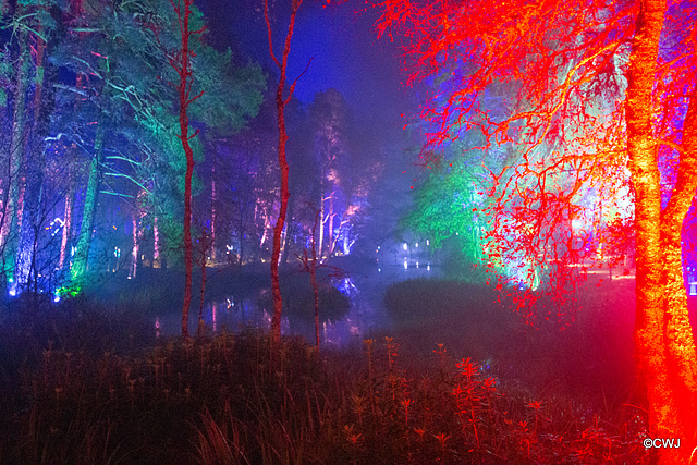 The Enchanted Forest, Faskally, 2nd Nov 2019