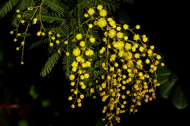 mimosa del 5 gennaio