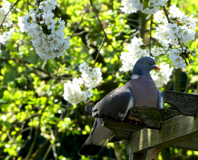 Woodpigeon