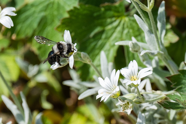 Ashy Mining Bee