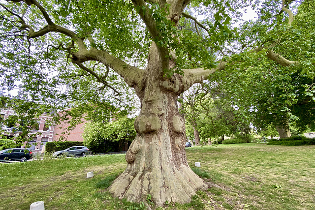 Plane tree