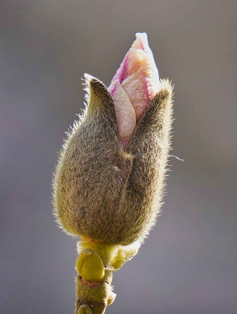 Ein Naturwunder geschieht - A natural wonder happens