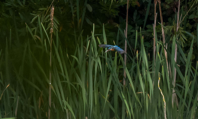 Kingfisher