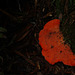 Scarlet bracket fungus