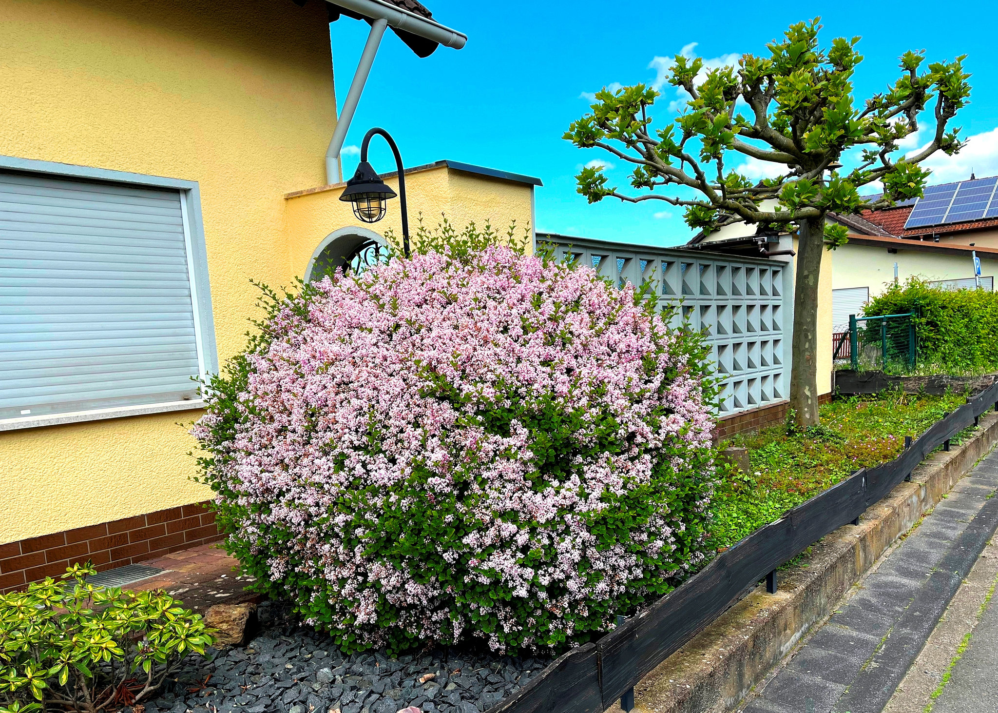 DE - Linz - Frühling in Dattenberg