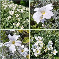 Filziges Hornkraut (Cerastium tomentosum)