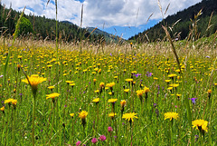 The magic of June meadows