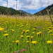 The magic of June meadows